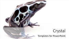  Presentation with poison - Amazing PPT theme having dendrobates tinctorius oyapok french guyana backdrop and a white colored foreground