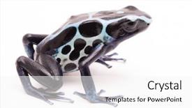  Presentation with poison - PPT layouts with dendrobates tinctorius oyapok french guyana background and a white colored foreground