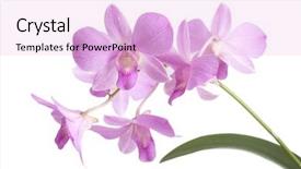  Presentation with orchid - Slide set consisting of dendrobium orchid on white background background and a lavender colored foreground