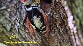  Presentation with spotted sheep - Beautiful presentation design featuring dendrocopos-medius-middle-spotted-woodpecker backdrop and a tawny brown colored foreground