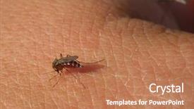  Presentation with mosquito - PPT theme featuring dengue virus - mosquito drinks blood background and a coral colored foreground