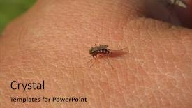  Presentation with dengue virus - Theme consisting of dengue virus - mosquito drinks blood background and a coral colored foreground