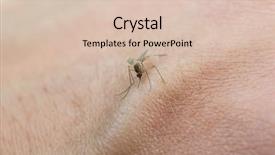  Presentation with dengue virus - Cool new PPT theme with dengue virus - mosquito sucking blood backdrop and a lemonade colored foreground