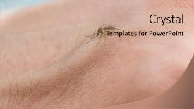  Presentation with mosquito - Slide set enhanced with dengue virus - mosquito sucking blood background and a soft green colored foreground