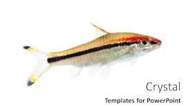  Presentation with growing micro greens isolated - Amazing slide deck having denison-barb-sahyadria-denisonii-isolated backdrop and a white colored foreground