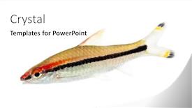  Presentation with horse and carriage isolated - Audience pleasing presentation theme consisting of denison-barb-sahyadria-denisonii-isolated backdrop and a white colored foreground