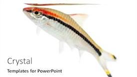  Presentation with fish tutrtle - Theme having denison-barb-surfacing-fish-sahyadria background and a white colored foreground