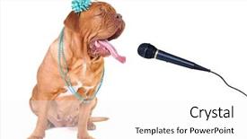  Presentation with out of order - Presentation theme with denoising - dogue de bordeaux singing background and a white colored foreground