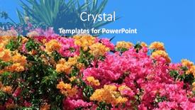  Presentation with bougainvillea - Presentation theme having dense-bougainvillea-blooms-luxuriantly background and a teal colored foreground