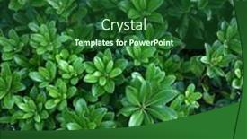  Presentation with dark green abstract - PPT theme having dense-dark-green-leaves background and a forest green colored foreground