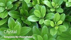  Presentation with dark green abstract - Presentation theme enhanced with dense-dark-green-leaves background and a shamrock green colored foreground