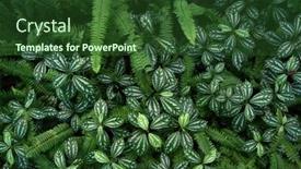  Presentation with dark green abstract - PPT theme consisting of dense-dark-green-leaves background and a forest green colored foreground