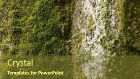  Presentation with ferns - PPT theme enhanced with dense-forest-with-moss-ferns background and a tawny brown colored foreground