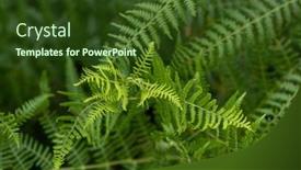  Presentation with ferns - Presentation theme enhanced with dense-forest-with-moss-ferns background and a tawny brown colored foreground