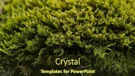  Presentation with ferns - Slide deck having dense-forest-with-moss-ferns background and a tawny brown colored foreground