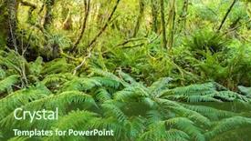  Presentation with rainforest - Beautiful PPT theme featuring dense thicket in the temperate backdrop and a tawny brown colored foreground