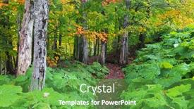  Presentation with trail - Slides consisting of dense-trees-along-scenic-forest background and a tawny brown colored foreground