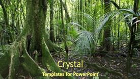  Presentation with tropical forest - Slide deck featuring dense tropical forest background and a tawny brown colored foreground