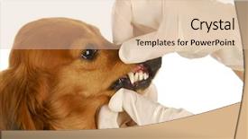  Presentation with dachshund - Colorful slide deck enhanced with dental diseas - dachshund getting teeth examined backdrop and a lemonade colored foreground