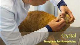  Presentation with examination - Audience pleasing presentation consisting of veterinarian examination the tooth of a red cat backdrop and a tawny brown colored foreground