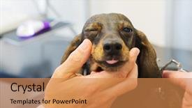  Presentation with eyes - PPT theme enhanced with is looking to the eye background and a coral colored foreground