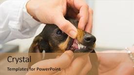  Presentation with colorful teeth movable - Beautiful PPT theme featuring senior man hiding christmas present for his wife at home backdrop and a light gray colored foreground