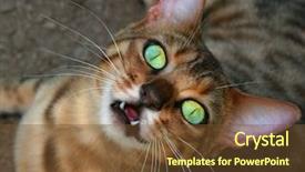  Presentation with kitten - Presentation design with dental funny - bengali special breed kitten looking background and a tawny brown colored foreground