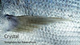  Presentation with family time fishing - PPT layouts featuring denton mediterranean sparus fish family background and a light gray colored foreground