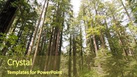  Presentation with redwood - Theme enhanced with nps - group of redwood tree trunks background and a tawny brown colored foreground