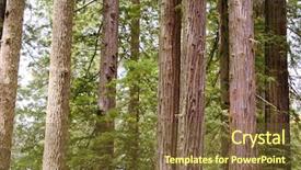  Presentation with redwood - Amazing PPT layouts having nps - group of redwood tree trunks backdrop and a tawny brown colored foreground