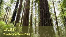  Presentation with redwood - PPT layouts with nps - group of redwood tree trunks background and a tawny brown colored foreground