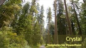  Presentation with redwood forest - Theme with nps - road going through redwood forest background and a tawny brown colored foreground
