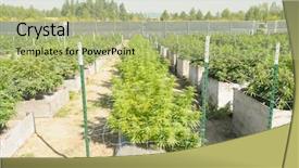  Presentation with medical legal - Colorful slides enhanced with dependency - cannabis growing on a legal backdrop and a mint green colored foreground