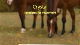  Presentation with ivermectin - 