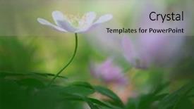  Presentation with white fragility - Slides with depicting hope fragility and purity background and a mint green colored foreground