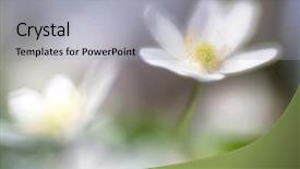  Presentation with bloom - PPT theme with depiction - dreamy wild wood anemone background and a light gray colored foreground