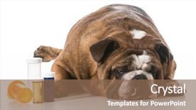  Presentation with coronavirus pill - Slide deck having depression medications - dog laying beside several pill background and a violet colored foreground