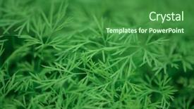  Presentation with beaker and flask nature - Presentation design with depth of field a herb background and a forest green colored foreground