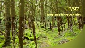  Presentation with new zealand - Cool new PPT theme with depths of the rain forest backdrop and a tawny brown colored foreground