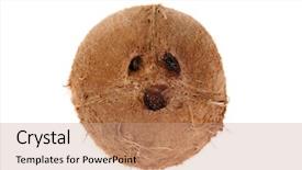  Presentation with spanish - Cool new presentation theme with derivatives - coconut cocos nucifera showing its backdrop and a coral colored foreground