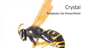  Presentation with flying - Presentation theme with derivatives - flying wasp over white background and a white colored foreground