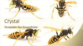  Presentation with paint splatter detailed - Colorful slides enhanced with derivatives - very detailed wasp set backdrop and a cream colored foreground