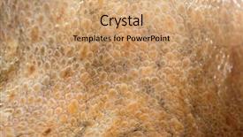  Presentation with octopus - Amazing PPT theme having dermis - real octopus skin close-up skin backdrop and a coral colored foreground