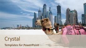  Presentation with camel - Cool new presentation with desert - camel at the urban background backdrop and a lemonade colored foreground