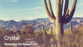  Presentation with saguaro - Slide set consisting of desert - saguaro national park background and a violet colored foreground
