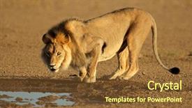  Presentation with male lion - Presentation theme with desert animals - big male african lion panthera background and a tawny brown colored foreground