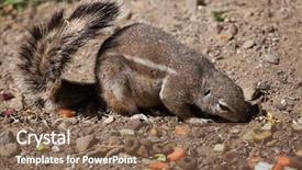  Presentation with animal - Presentation theme featuring desert animals - cape ground squirrel xerus inauris background and a  colored foreground