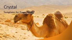  Presentation with camel - PPT layouts featuring desert animals - lovely camel background and a coral colored foreground