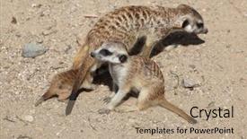  Presentation with babies - Cool new presentation theme with desert animals - meerkat suricata suricatta also known backdrop and a coral colored foreground