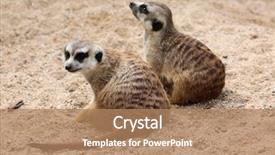  Presentation with animal tissue culture - Presentation theme featuring desert animals - meerkat suricata suricatta also known background and a  colored foreground